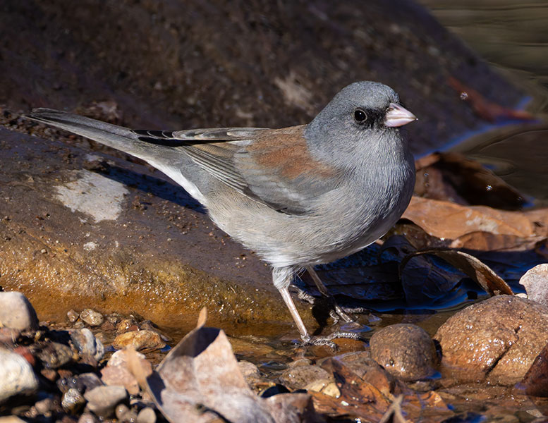 Dark-eyed Junco (Gray-headed) Junco hyemalis caniceps 