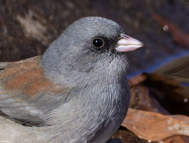 Dark-eyed Junco (Gray-headed) Junco hyemalis caniceps 