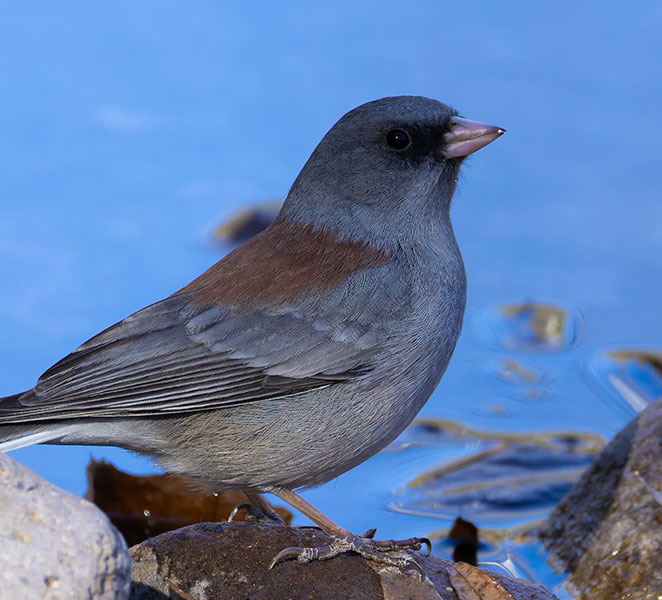 Dark-eyed Junco (Gray-headed) Junco hyemalis caniceps 