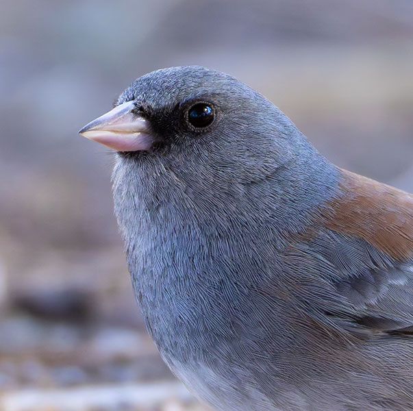 Dark-eyed Junco (Gray-headed) Junco hyemalis caniceps 
