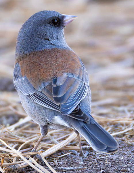 Dark-eyed Junco (Gray-headed) Junco hyemalis caniceps 