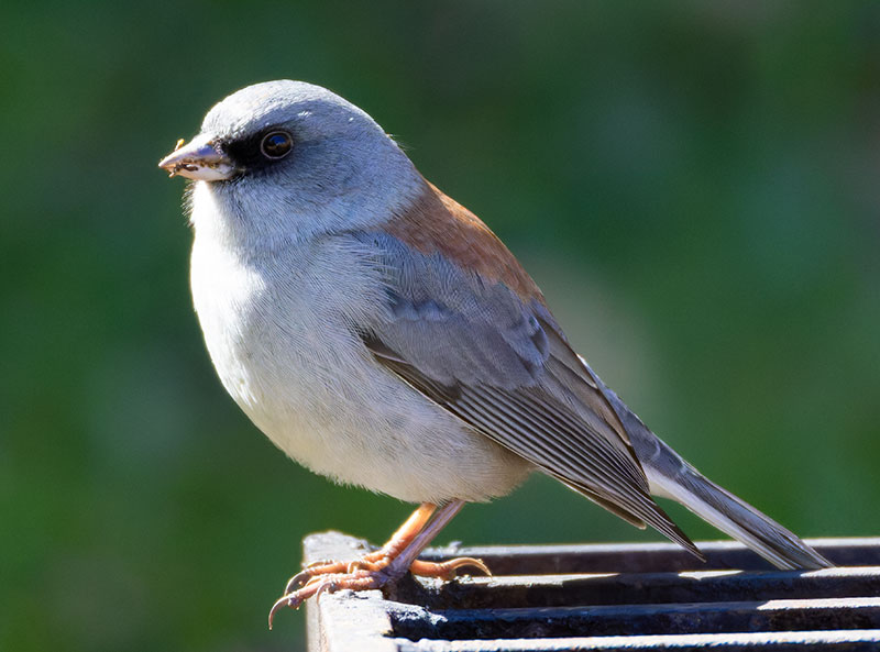Dark-eyed Junco (Gray-headed) Junco hyemalis caniceps 