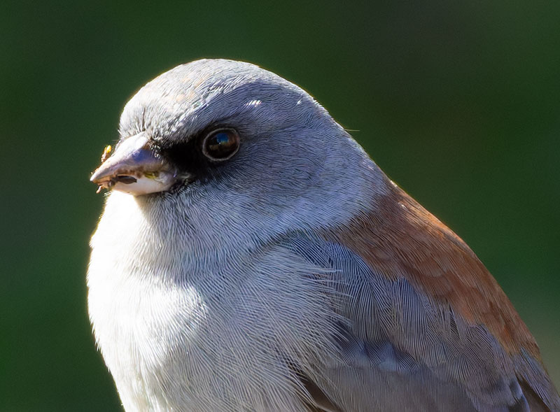 Dark-eyed Junco (Gray-headed) Junco hyemalis caniceps 