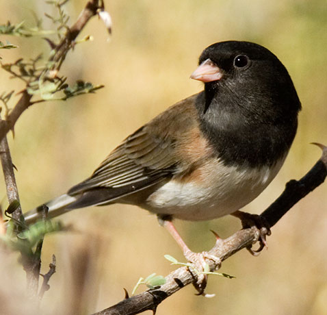 Dark-eyed Junco (Oregon) Junco hyemalis oreganus