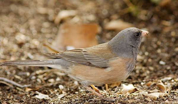 Dark-eyed Junco (Oregon)Junco hyemalis oreganus 