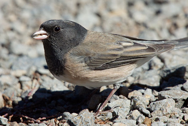 Dark-eyed Junco (Oregon)Junco hyemalis oreganus 