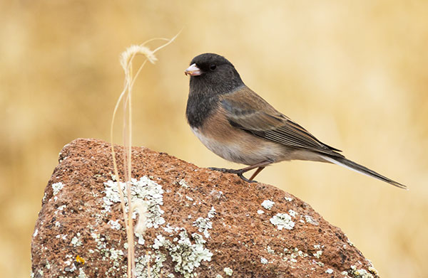 Dark-eyed Junco (Oregon)Junco hyemalis oreganus 