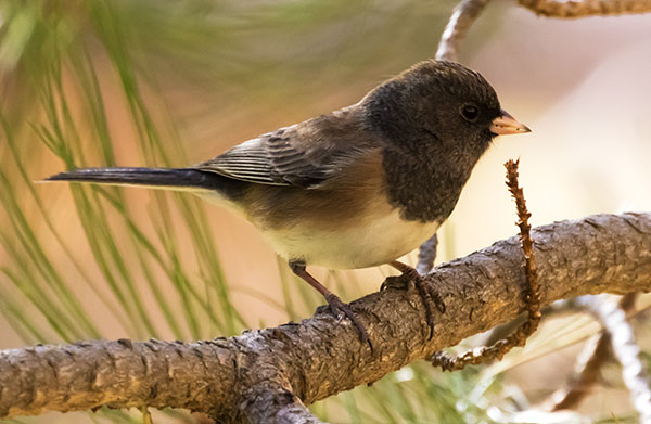 Dark-eyed Junco (Oregon)Junco hyemalis oreganus 