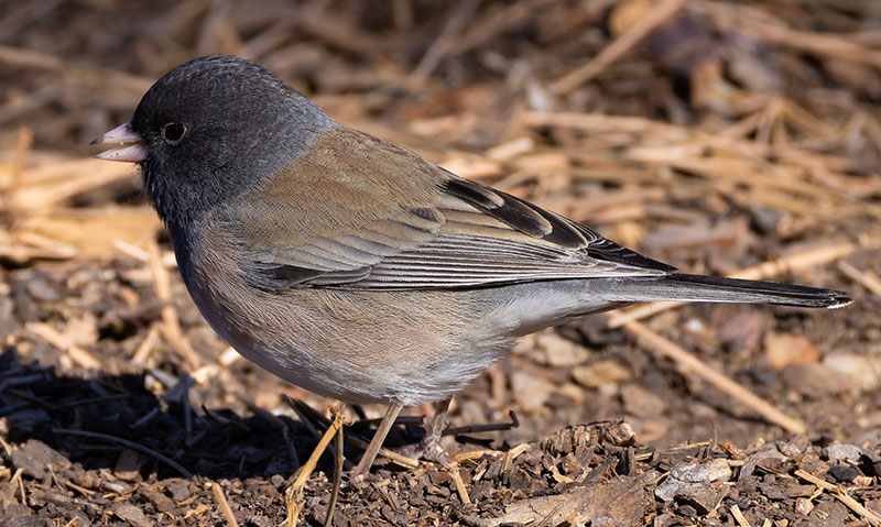 Dark-eyed Junco (Oregon)Junco hyemalis oreganus 