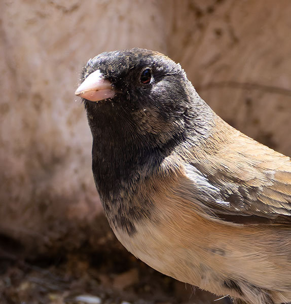Dark-eyed Junco (Oregon)Junco hyemalis oreganus 