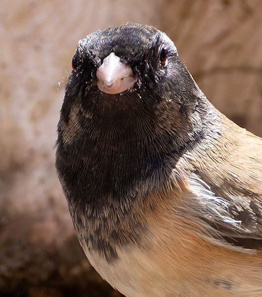 Dark-eyed Junco (Oregon)Junco hyemalis oreganus 