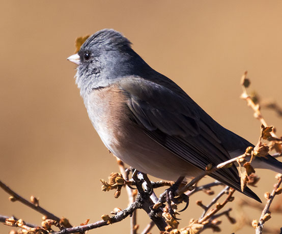 Dark-eyed Juncos Pink-sided Junco hyemalis mearnsi 
