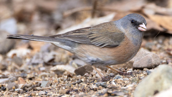 Dark-eyed Juncos Pink-sided Junco hyemalis mearnsi 