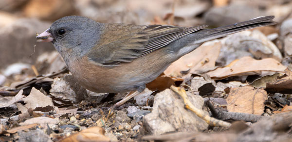 Dark-eyed Juncos Pink-sided Junco hyemalis mearnsi 
