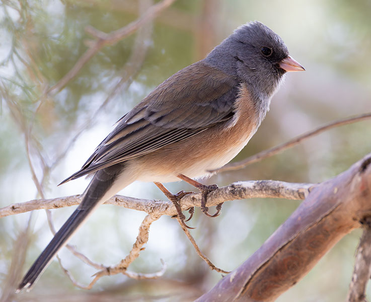 Dark-eyed Juncos Pink-sided Junco hyemalis mearnsi 
