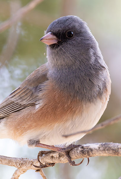 Dark-eyed Juncos Pink-sided Junco hyemalis mearnsi 