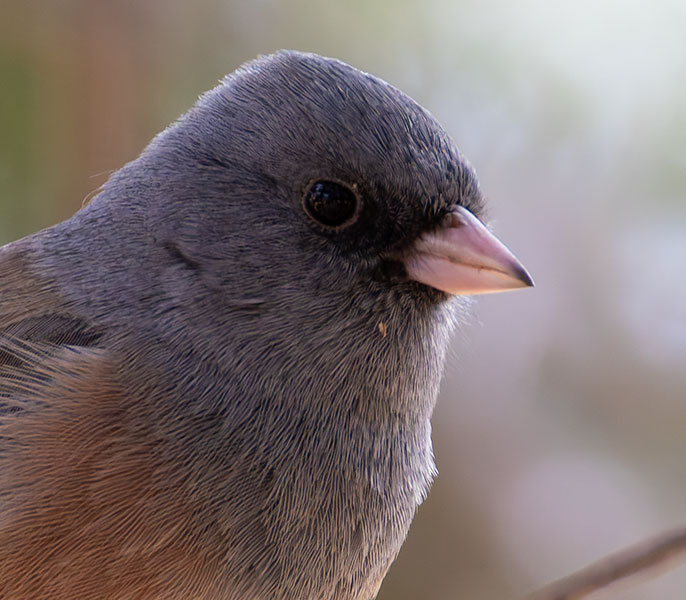 Dark-eyed Juncos Pink-sided Junco hyemalis mearnsi 