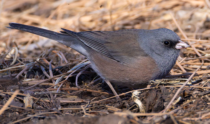 Dark-eyed Juncos Pink-sided Junco hyemalis mearnsi 
