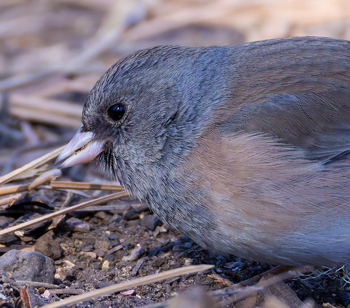 Dark-eyed Juncos Pink-sided Junco hyemalis mearnsi 