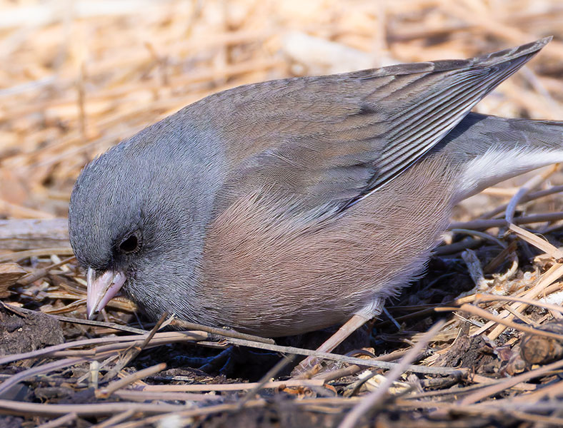 Dark-eyed Juncos Pink-sided Junco hyemalis mearnsi 