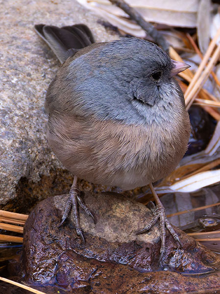 Dark-eyed Juncos Pink-sided Junco hyemalis mearnsi 
