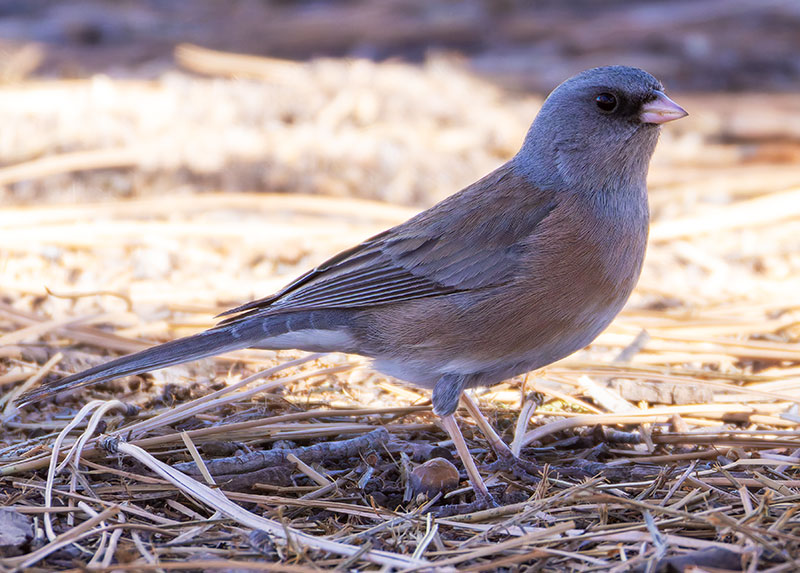 Dark-eyed Juncos Pink-sided Junco hyemalis mearnsi 