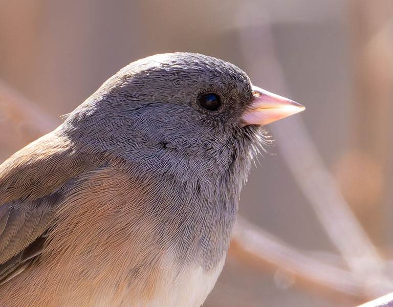 Dark-eyed Juncos Pink-sided Junco hyemalis mearnsi 