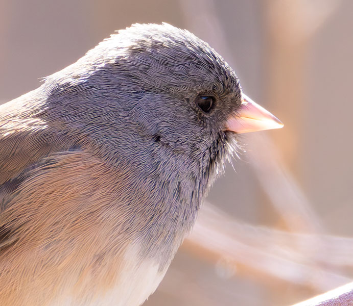Dark-eyed Juncos Pink-sided Junco hyemalis mearnsi 