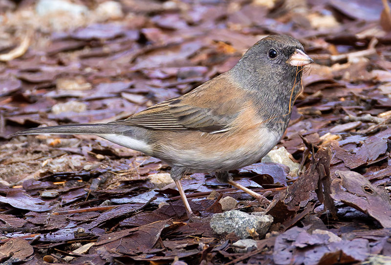 Dark-eyed Juncos Pink-sided Junco hyemalis mearnsi 