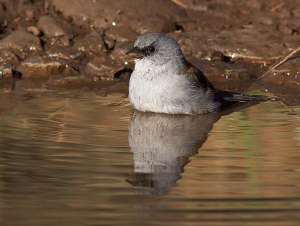 Dark-eyed Junco (Red-backed) Junco hyemalis dorsalis 