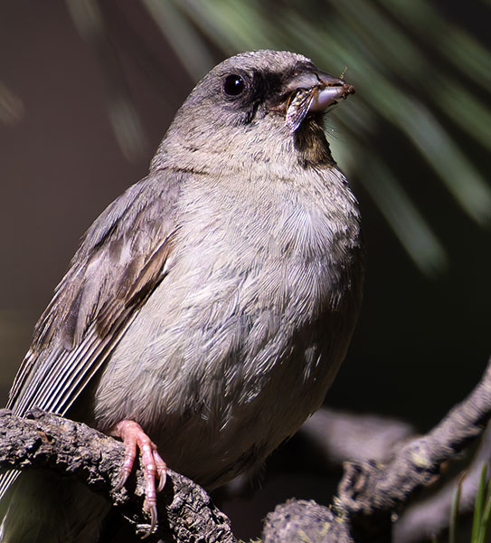 Dark-eyed Junco (Red-backed) Junco hyemalis dorsalis 