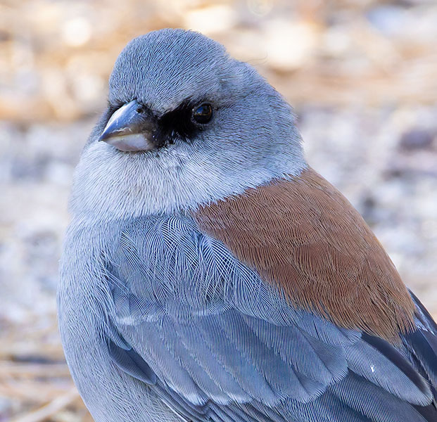 Dark-eyed Junco (Red-backed) Junco hyemalis dorsalis 