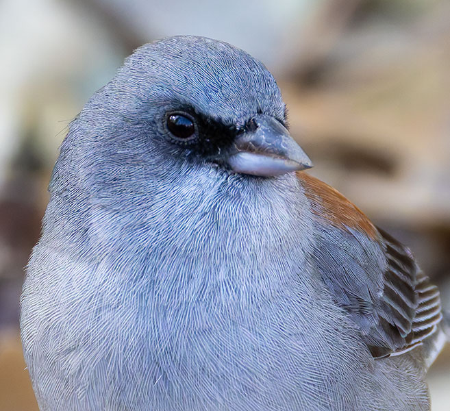 Dark-eyed Junco (Red-backed) Junco hyemalis dorsalis 