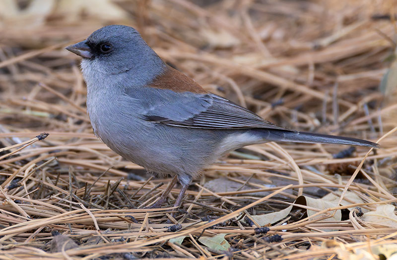 Dark-eyed Junco (Red-backed) Junco hyemalis dorsalis 