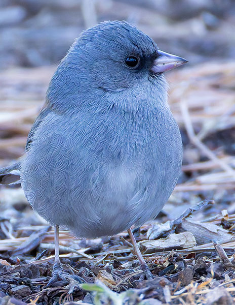 Dark-eyed Junco (Red-backed) Junco hyemalis dorsalis 