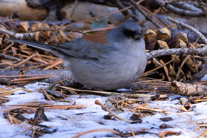 Dark-eyed Junco (Red-backed) Junco hyemalis dorsalis 