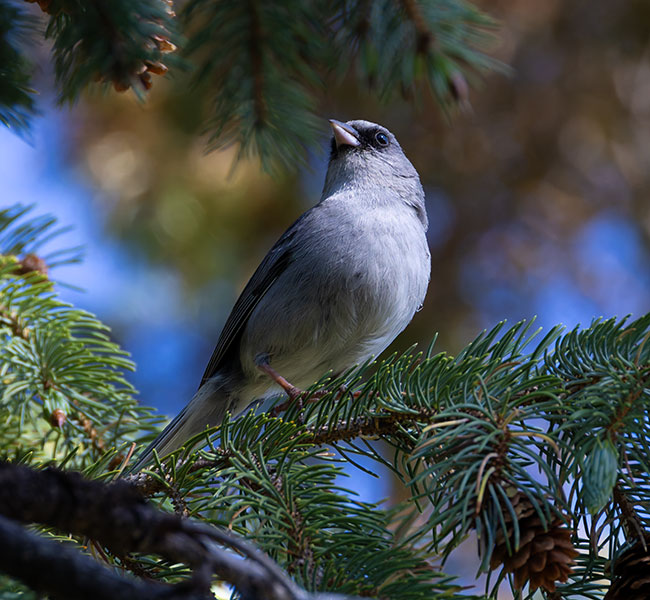 Dark-eyed Junco (Red-backed) Junco hyemalis dorsalis 