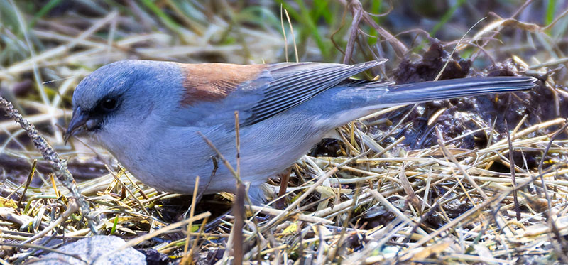Dark-eyed Junco (Red-backed) Junco hyemalis dorsalis 