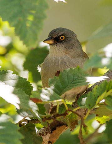 Yellow-eyed Junco Junco phaeonotus 