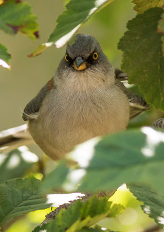 Yellow-eyed Junco Junco phaeonotus 