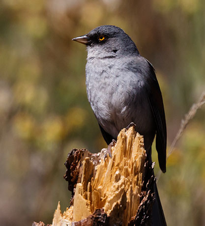 Yellow-eyed Junco Junco phaeonotus 