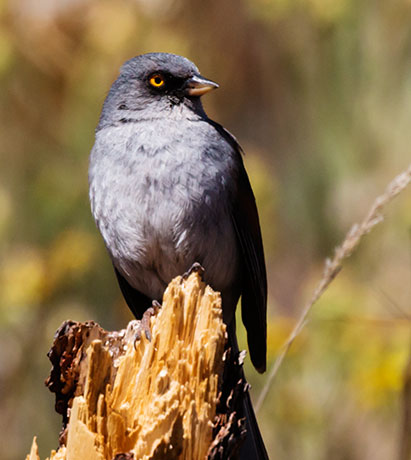Yellow-eyed Junco Junco phaeonotus 