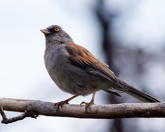 Yellow-eyed Junco Junco phaeonotus 