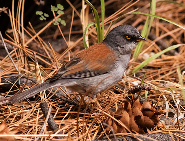 Yellow-eyed Junco Junco phaeonotus 