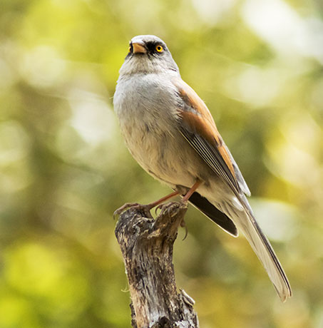 Yellow-eyed Junco Junco phaeonotus 