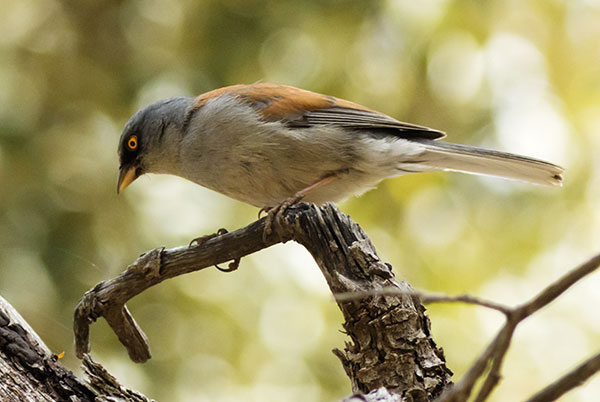 Yellow-eyed Junco Junco phaeonotus 