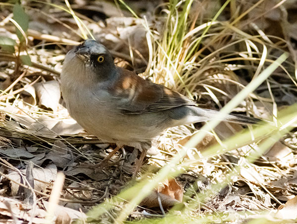 Yellow-eyed Junco Junco phaeonotus 