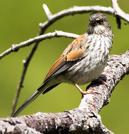 Yellow-eyed Junco Junco phaeonotus 
