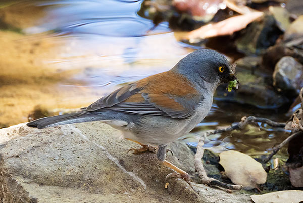 Yellow-eyed Junco Junco phaeonotus 
