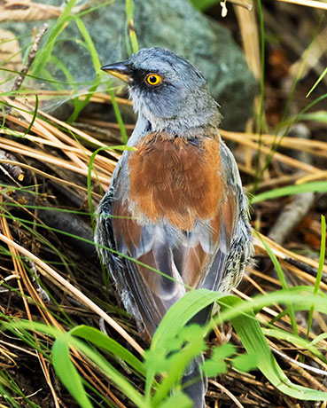 Yellow-eyed Junco Junco phaeonotus 